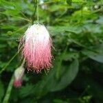 Calliandra surinamensis flower picture by Jorge Cugat Herrero (cc-by-sa)