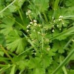 Capsella bursa-pastoris flower picture by Hajnalka (cc-by-sa)