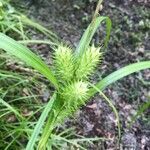 Carex lupulina fruit picture by Michele Chalice (cc-by-sa)