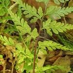 Asplenium adiantum-nigrum habit picture by Yoan MARTIN (cc-by-sa)