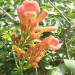 Campsis radicans flower picture by Tomas Cihula (cc-by-sa)