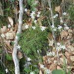 Saxifraga fragosoi habit picture by Sylvain Piry (cc-by-sa)