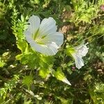 Malope trifida flower picture by Andrea Mauleová (cc-by-sa)