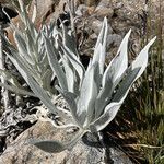 Senecio niveoaureus leaf picture by Fabien Anthelme (cc-by-sa)