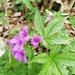 Cardamine pentaphyllos flower picture by Andrea Jäger (cc-by-sa)