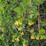 Ribes aureum habit picture by Sabina Hartmann (cc-by-sa)