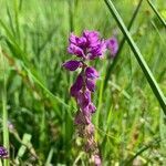 Polygala comosa flower picture by Xavier Denys (cc-by-sa)