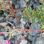 Epilobium dodonaei fruit picture by Francois Mansour (cc-by-sa)