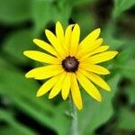 Rudbeckia hirta flower picture by Faircloth Tom (cc-by-sa)