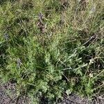 Lavandula multifida habit picture by Canca (cc-by-sa)