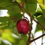 Syzygium cymosum fruit picture by H. Goëau (cc-by-sa)