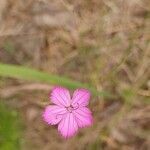 Dianthus borbasii flower picture by Alexander Baransky (cc-by-sa)