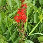 Lobelia cardinalis flower picture by Gina Mascarella (cc-by-sa)