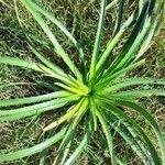 Eryngium horridum leaf picture by Trap Hers (cc-by-sa)