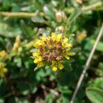 Barbarea bracteosa flower picture by Emanuele Santarelli (cc-by-sa)