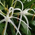 Hymenocallis littoralis flower picture by jagadeeswaran kannan (cc-by-sa)