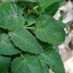 Campanula elatinoides leaf picture by Franco Colnago (cc-by-sa)