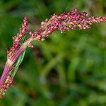 Rumex acetosa flower picture by Groupe Botanique de Bruxelles (cc-by-sa)