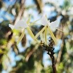 Epidendrum nocturnum flower picture by Benítez Juan (cc-by-sa)