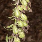 Epipactis purpurata fruit picture by Martin Bishop (cc-by-sa)