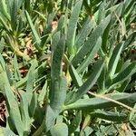 Carpobrotus chilensis leaf picture by di parodi (cc-by-sa)