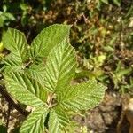 Rubus ulmifolius leaf picture by Heras Daniel (cc-by-sa)