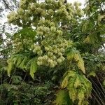 Montanoa hibiscifolia fruit picture by Pierre-Marie GINDRE (cc-by-sa)