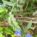 Anchusa officinalis fruit picture by bülent balkan (cc-by-sa)