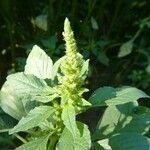 Amaranthus powellii flower picture by huy HO (cc-by-sa)