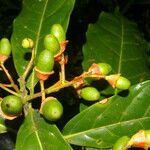 Ocotea dendrodaphne fruit picture by Nelson Zamora Villalobos (cc-by-nc)