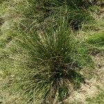 Juncus conglomeratus habit picture by Alain Bigou (cc-by-sa)