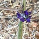 Delphinium staphisagria flower picture by Werner Rom (cc-by-sa)