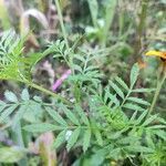 Tagetes erecta habit picture by Dieter Albrecht (cc-by-sa)