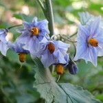 Solanum tuberosum habit picture by Daniel Barthelemy (cc-by-nc)