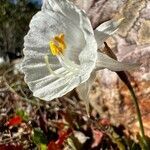 Narcissus cantabricus flower picture by Jesus Velloso (cc-by-sa)