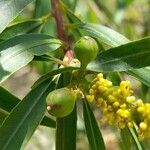 Sapium haematospermum fruit picture by Trap Hers (cc-by-sa)