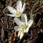 Claytonia lanceolata flower picture by Luc Talluau (cc-by-sa)