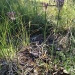 Allium carinatum habit picture by Cristian Zanella Cristian Zanella (cc-by-sa)