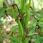 Platanthera bifolia fruit picture by Tomaž Jančar (cc-by-sa)