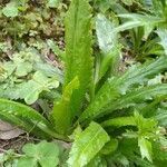 Eryngium foetidum leaf picture by Barbosa Monique (cc-by-sa)