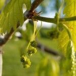 Quercus alba flower picture by dredodo (cc-by-sa)