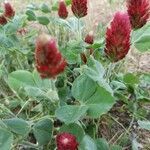 Trifolium incarnatum fruit picture by Bakschik Bianka (cc-by-sa)