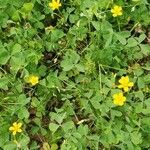 Oxalis stricta flower picture by Dan Whitehouse (cc-by-sa)