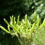 Chaerophyllum aureum fruit picture by margarida vila (cc-by-sa)