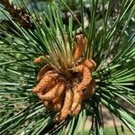 Pinus nigra flower picture by Schmidt sebastian (cc-by-sa)