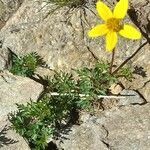 Bidens triplinervia habit picture by Trap Hers (cc-by-sa)