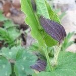 Aristolochia rotunda flower picture by Marie Noëlle Huard (cc-by-sa)