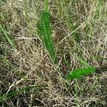 Achillea millefolium leaf picture by Paul Lm (cc-by-sa)