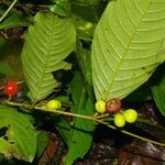 Quiina macrophylla fruit picture by Nelson Zamora Villalobos (cc-by-nc)