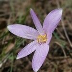 Colchicum longifolium flower picture by jean-jacques kelner (cc-by-sa)